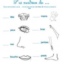 Exercices de vocabulaire sur le corps
