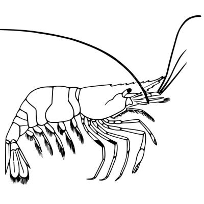 Coloriage crevette realiste
