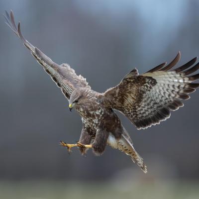 rapace - mot du glossaire Tête à modeler. Définition et activités associées au mot rapace.