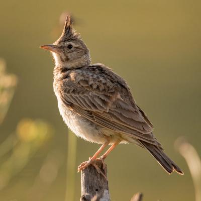 Alouette : Mot du glossaire Tête à modeler. L'alouette est un petit oiseau des champs au plumage brun. Activités associées.