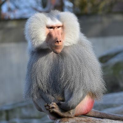 Babouin - mot du glossaire Tête à modeler. Babouin : Le babouin est un singe d'afrique. Définition et activités associées au mot babouin.