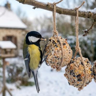 La vraie recette des boules de graisse pour oiseaux (validée LPO), les ingrédients dangereux à éviter absolument, et quand les installer. Facile, avec les enfants.
