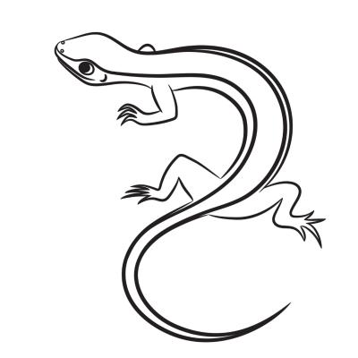 lézard