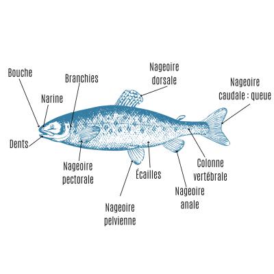 Une activité pour découvrir et apprendre l'anatomie du poisson : la tête, les différentes nageoires, les branchies ... Une activité pour les enfants de plus de 8 ans.