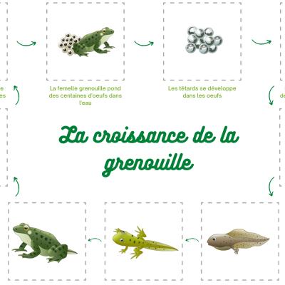 Une activité pour découvrir les différentes étapes du cycle de croissance de la grenouille. Un jeu pour retrouver toutes les stades de développement du têtard à la grenouille.