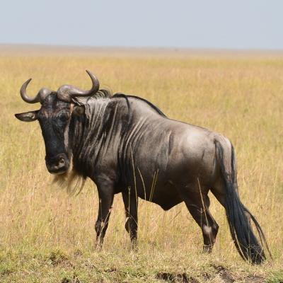 gnou - mot du glossaire Tête à modeler. Le gnou est une antilope d'Afrique... Définition et activités associées au mot gnou.