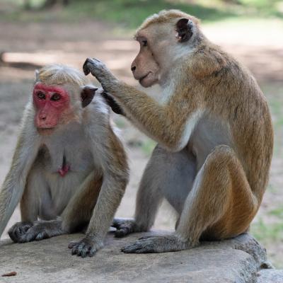 guenon - mot du glossaire Tête à modeler. Définition et activités associées au mot guenon.