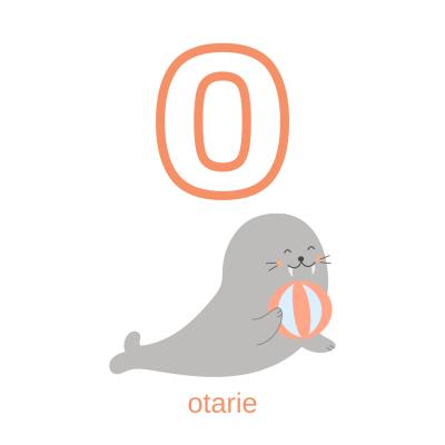 Imprimer la planche imagier minuscule "o" comme otarie pour créer un imagier pour les enfants