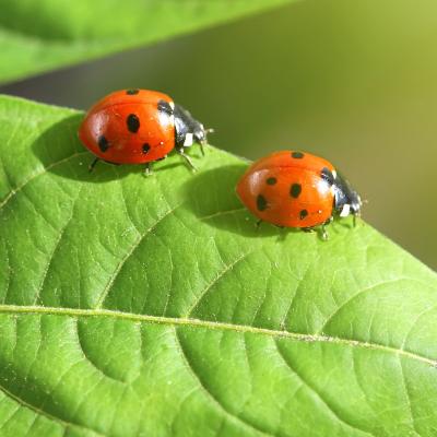 insecte - mot du glossaire Tête à modeler. Définition et activités associées au mot insecte.