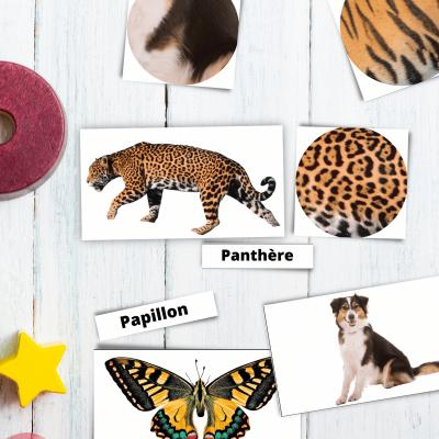 Jeux d'association animal/pelage/plumage
