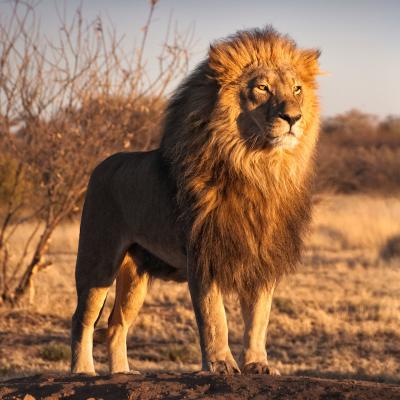 lion - mot du glossaire Tête à modeler. Définition et activités associées au mot lion.