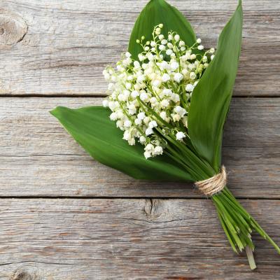 muguet - mot du glossaire Tête à modeler. Définition et activités associées au mot muguet.