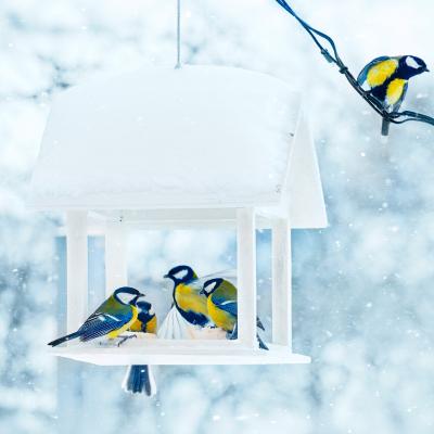 Les oiseaux mangent presque n&#39;importe quoi quand ils ont faim. Néanmoins chaque espèce a ses habitudes alimentaires, les oiseaux ...