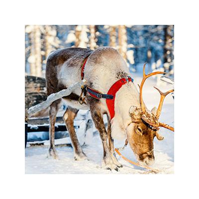 Un article pour répondre à la question : que mangent les Rennes du Père Noël ?