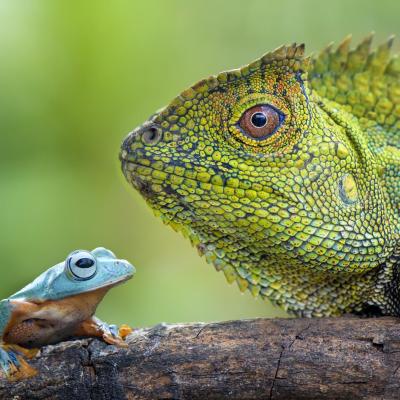 reptile - mot du glossaire Tête à modeler. Définition et activités associées au mot reptile.