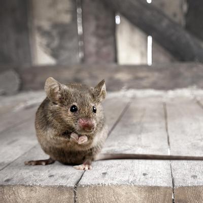souris - mot du glossaire Tête à modeler. Définition et activités associées au mot souris.