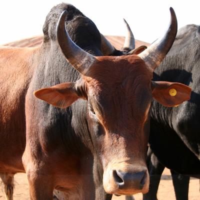 Zebu - mot du glossaire Tête à modeler. Définition et activités associées au mot Zebu.