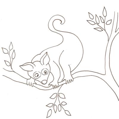 coloriage d'un opossum dans les arbres