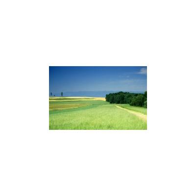 Prairie