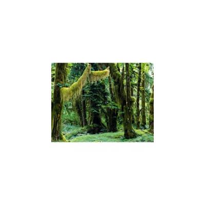 For&ecirc;t tropicale humide 