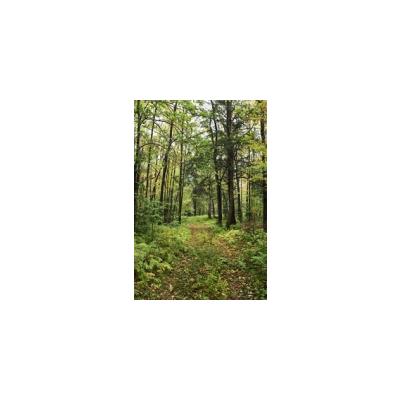 forêt d'érable 