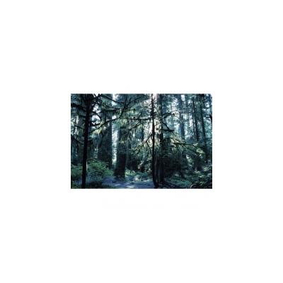 Forêt humide tempérée 