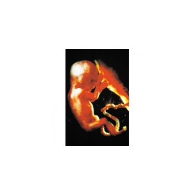 Votre grossesse à 7 mois 