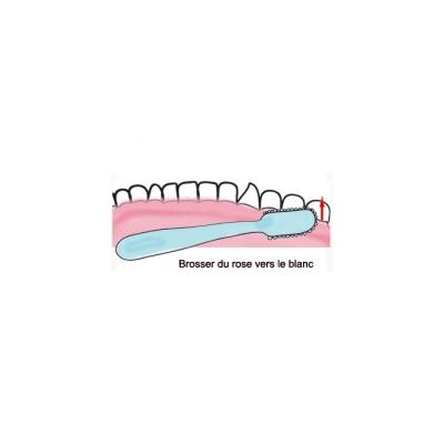 Sens du brossage des dents