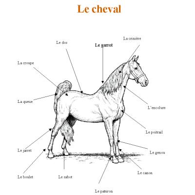 Livre sur le cheval