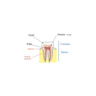 Structure de la dent