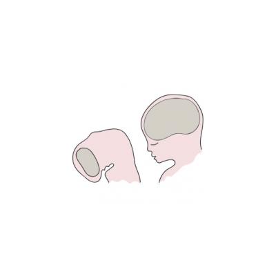 La migration des cellules nerveuses est achevée. Le nombre de cellules nerveuses est acquis définitivement, chaque cellule est à sa place dans les différentes parties du cerveau. Le cerveau est achevé