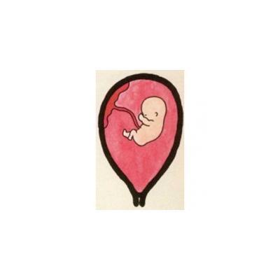 Développement de bébé à 3 mois de grossesse