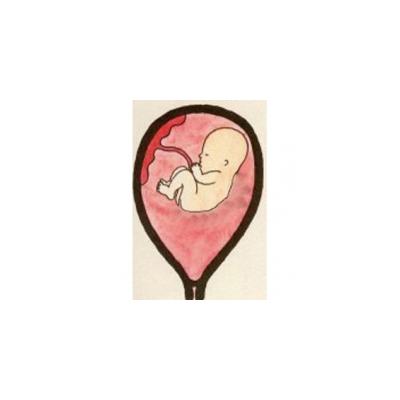 Bébé à 17 semaines - 4 ème mois de grossesse 