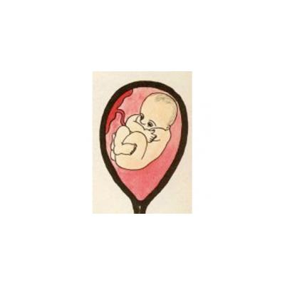A la fin du 6 ème mois de grossesse, soit à 26 semaines, votre bébé ressemble de plus en plus à ce qu'il sera à la naissance. La couche de graisse lui donne de plus en plus l'aspect d'un no