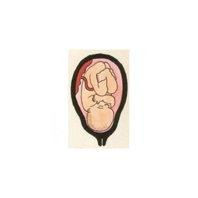 A 9 mois, bébé est prêt à naître ! C'est un beau bébé à la peau lisse et rose. Tous ses organes sont formés et peuvent fonctionner en totale autonomi