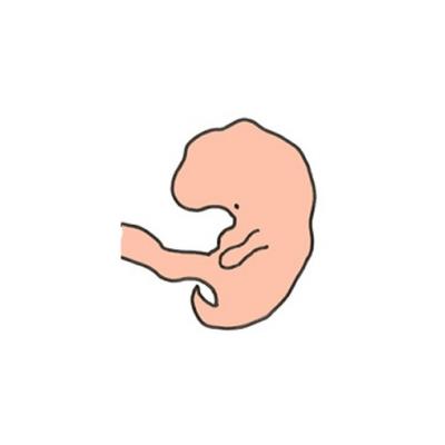 Votre bébé à 5 semaines de grossesse 