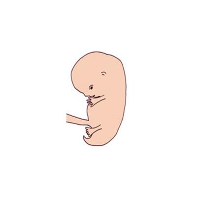 Bébé à 8 semaines de grossesse
