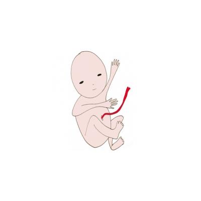 Les galipettes de bébé dans le ventre maman !