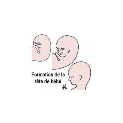 Formation de la tête de bébé à 3 mois de grossesse