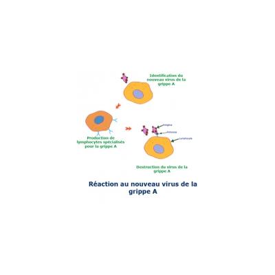 Les globules blancs sont l'armée du système immunitaire, ce sont eux qui identifient et détruisent les micro-organismes ayant pénétré dans l'organisme. Les globules blancs sont prooduits da