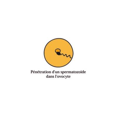 Fécondation de l'ovule