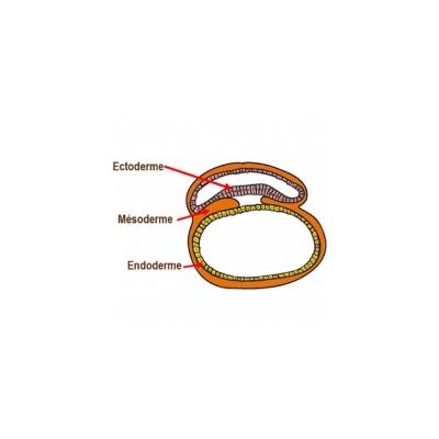 Le disque embryonnaire se sépare en 3 feuillets 