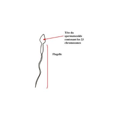 Les spermatozoïdes sont porteurs d'un chromosome X ou Y qui détermine le sexe de bébé