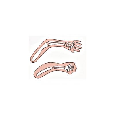 Développement des organes du foetus - 4ème mois de grossesse 