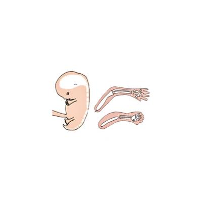 La formation du squelette pendant le 3 ème mois de grossesse 
