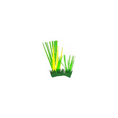 herbes de la savane pour les bricolages