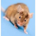 Les soins du Hamster 