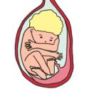 S'il ne l'a pas encore fait, votre bébé va se retourner pour adopter une position foetale tête en bas. La position foetale est la position la plus adaptée pour faciliter un accouchement par les voies 