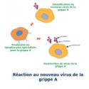 Les globules blancs sont l'armée du système immunitaire, ce sont eux qui identifient et détruisent les micro-organismes ayant pénétré dans l'organisme. Les globules blancs sont prooduits da