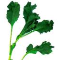 feuille de cresson 